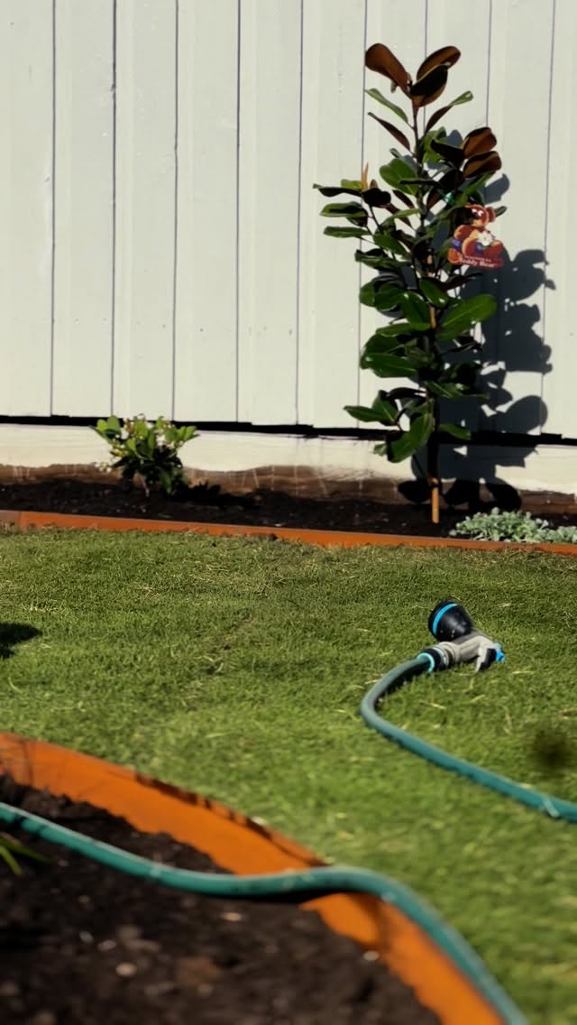 Newly laid lawn with steel-edged garden beds and a young magnolia at a Brisbane home